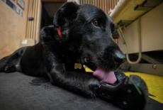 Lavr, a dog with prosthetic front legs, in a rehabilitation center for Ukrainian veterans in Kyiv