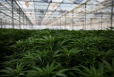 FILE PHOTO: Marijuana plants are seen inside the Glass House Farms flowering greenhouse in Camarillo
