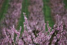 Peach blossom wave pulls visitors to Spain's spring landscape
