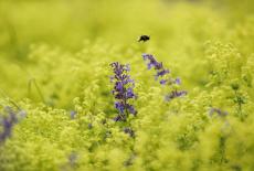 Alnwick Gardens prepare to reopen after the coronavirus disease (COVID-19) outbreak lockdown, in Northumberland