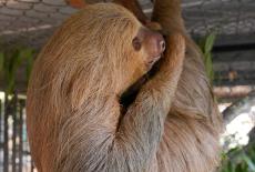 Dead Sloths Florida