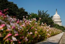 Tthe U.S. Capitol building is framed near flowers in Washington