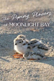 The Piping Plovers of Moonlight Bay: show-poster2x3
