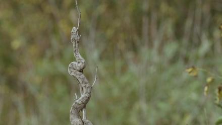 Snake Island: asset-mezzanine-16x9