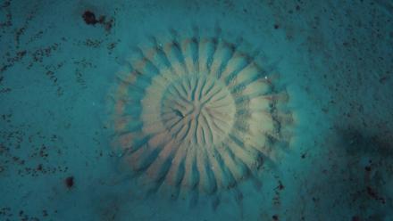 The Pufferfish: asset-mezzanine-16x9