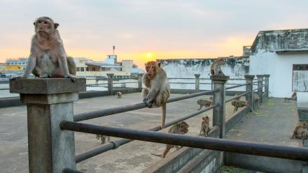 Macaques in Thailand Raid a Moving Car for Food: asset-mezzanine-16x9