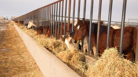 Wild Horses vs Ranchers: asset-mezzanine-16x9