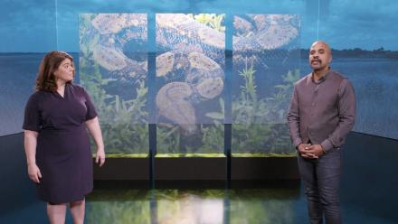 Florida Wildlife Devoured by an Invader: asset-mezzanine-16x9