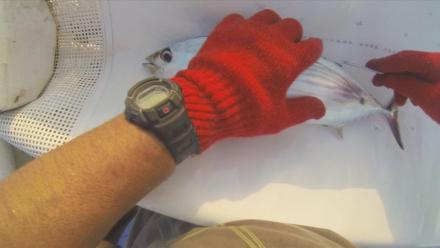 Tuna Is Tagged in Papua New Guinea: asset-mezzanine-16x9