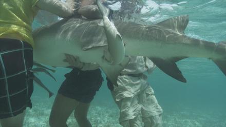 Lemon Shark Birth in Bimini, Bahamas: asset-mezzanine-16x9