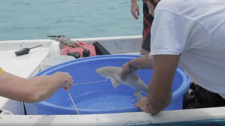 Student Scientists Tag a Baby Lemon Shark: asset-mezzanine-16x9