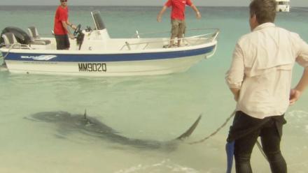 Shark Scientist Richard Fitzpatrick Tags a Tiger Shark: asset-mezzanine-16x9
