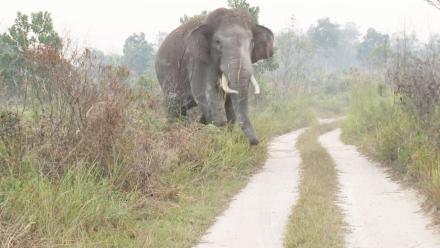 Human and Elephant Conflict in Sumatra: asset-mezzanine-16x9