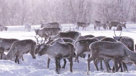 Reindeer Castration — Does It Still Happen?: asset-mezzanine-16x9
