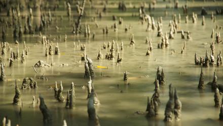 Why the Tide Could Create Man-Eating Tigers : asset-mezzanine-16x9