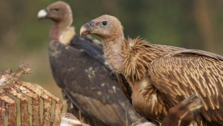 Vultures Scavenge a Carcass (GRAPHIC): asset-mezzanine-16x9