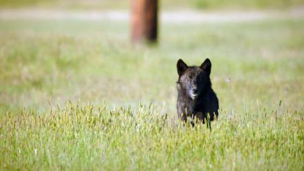 Wolves and Ground Squirrels: asset-mezzanine-16x9