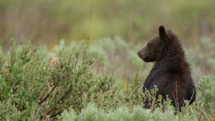 Baby Bears: asset-mezzanine-16x9