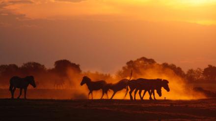 Next on Episode 3 | Zebra: asset-mezzanine-16x9