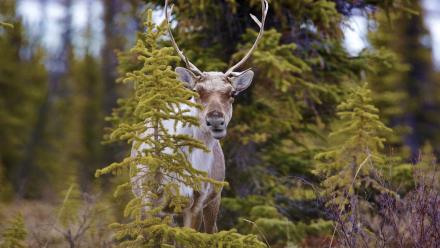 Caribou Face a Gauntlet of Bears: asset-mezzanine-16x9