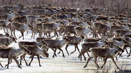 The Herd Gets Back on Track: asset-mezzanine-16x9