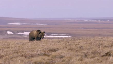 Bear Gets Too Close for Comfort: asset-mezzanine-16x9