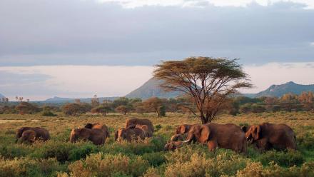 Next on Episode 1 | Elephants: asset-mezzanine-16x9