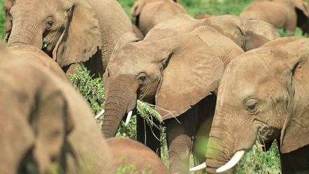 Elephants Gorge Themselves on Weaver Birds: asset-mezzanine-16x9