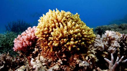 Witness a Massive Coral Spawning: asset-mezzanine-16x9