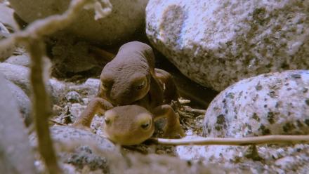 Newt Mating in the High Sierra | Yosemite Web Exclusive : asset-mezzanine-16x9