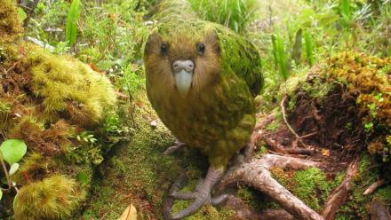 Animal Misfits | Preview: asset-mezzanine-16x9