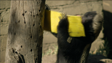 Honey Badger vs. Bee Hive: asset-mezzanine-16x9