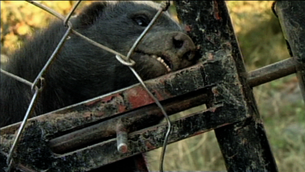 No Lock Can Hold This Honey Badger : asset-mezzanine-16x9