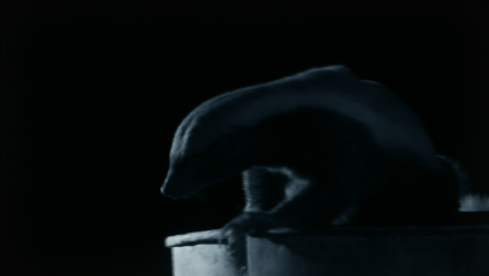 Honey Badger Scares Off Hyenas: asset-mezzanine-16x9