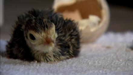 A New Mother: asset-mezzanine-16x9