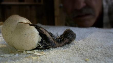 An Imprinting Experiment: asset-mezzanine-16x9