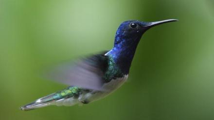 Hummingbirds: Magic in the Air - Preview: asset-mezzanine-16x9