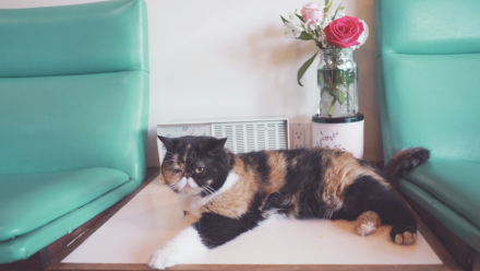 Why Does Everybody Love Pudge the Cat?: asset-mezzanine-16x9