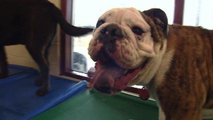 We Love Our Pets: asset-mezzanine-16x9