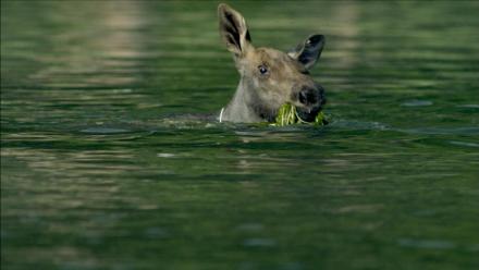 Adorable Baby Moose Learns to Swim : asset-mezzanine-16x9