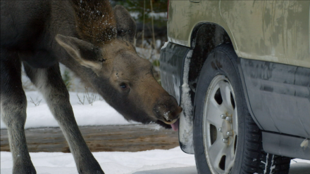 Why Do Moose Enjoy Licking Cars? : asset-mezzanine-16x9