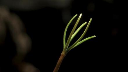 Why the Giant Sequoia Needs Fire to Grow : asset-mezzanine-16x9