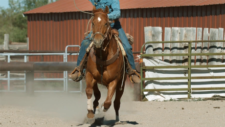 Why The Quarter Horse is Built For Speed: asset-mezzanine-16x9