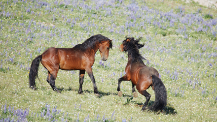 Wild Stallions Fight to Mate: asset-mezzanine-16x9