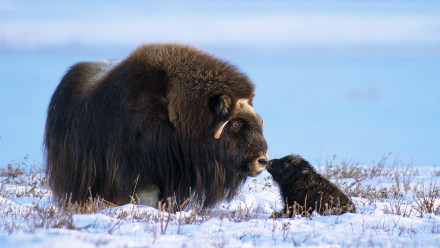 Newborn Muskox's First Day: asset-mezzanine-16x9