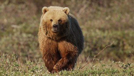Grizzly Bear Hunts Caribou Herd: asset-mezzanine-16x9