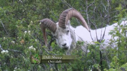 Dall Sheep: asset-mezzanine-16x9