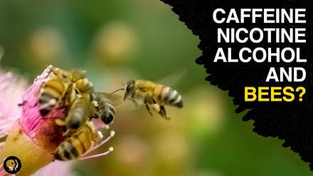 Are Bees the Addicts of the Animal Kingdom?: asset-mezzanine-16x9