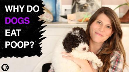 Why Do Dogs Eat Poop?: asset-mezzanine-16x9