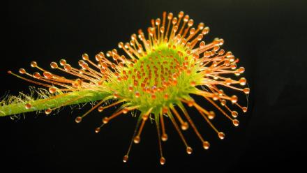 4 Deadly Carnivorous Plants: asset-mezzanine-16x9